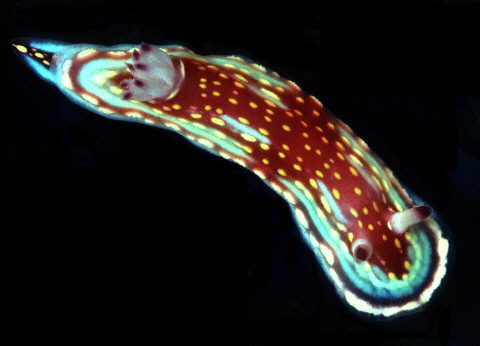 Chromodoris sphoni